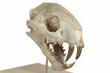 False Saber-Toothed Cat (Dinictis) Skull - South Dakota #236996-2